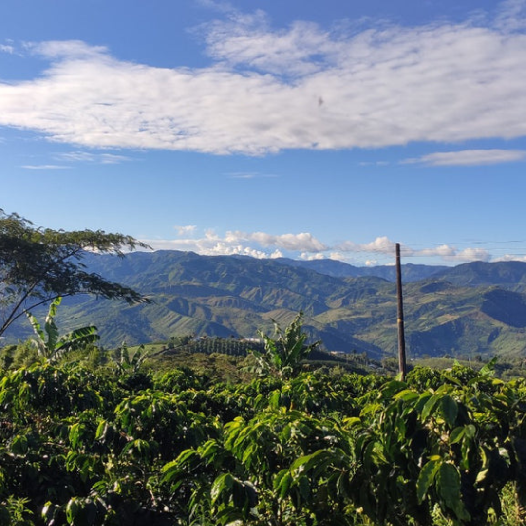 VILLA BETULIA - COLOMBIA, HUILA