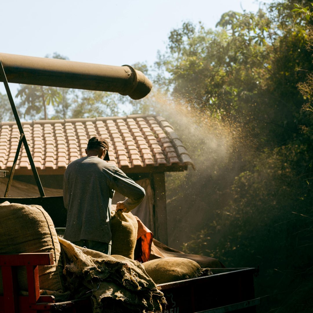 Productor trabajando en el beneficio del café El Caramelo, Brasil, proceso en finca, café de especialidad Levante Brew & Co.