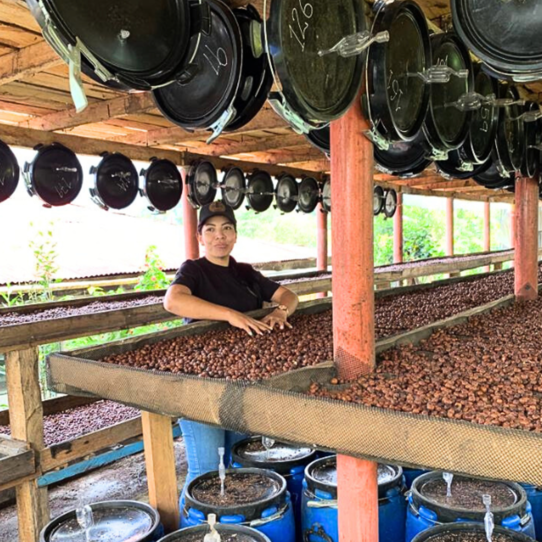 Proceso de secado de café en camas africanas en Filo de Chillurco, Colombia – Levante Brew & Co.