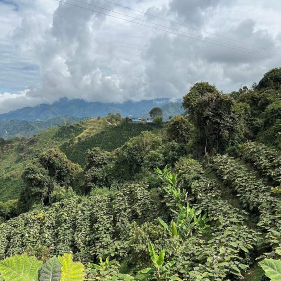 Plantación de café Regional Norte en Huila, Colombia, café de especialidad de Levante Brew & Co., paisaje montañoso con sombra natural
