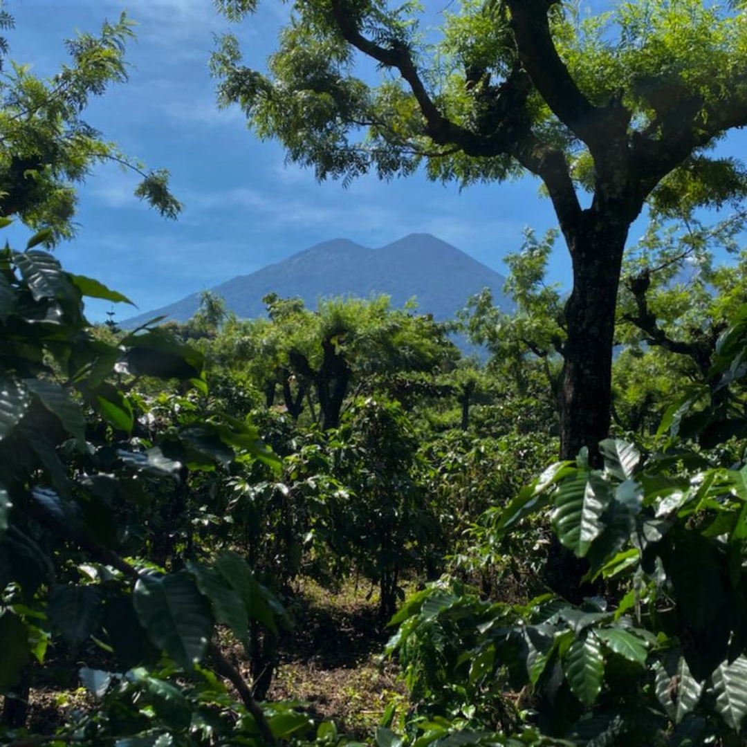 Plantación de café Tata Nahual en Guatemala, café de especialidad de Levante Brew & Co., sombra natural y vistas al volcán
