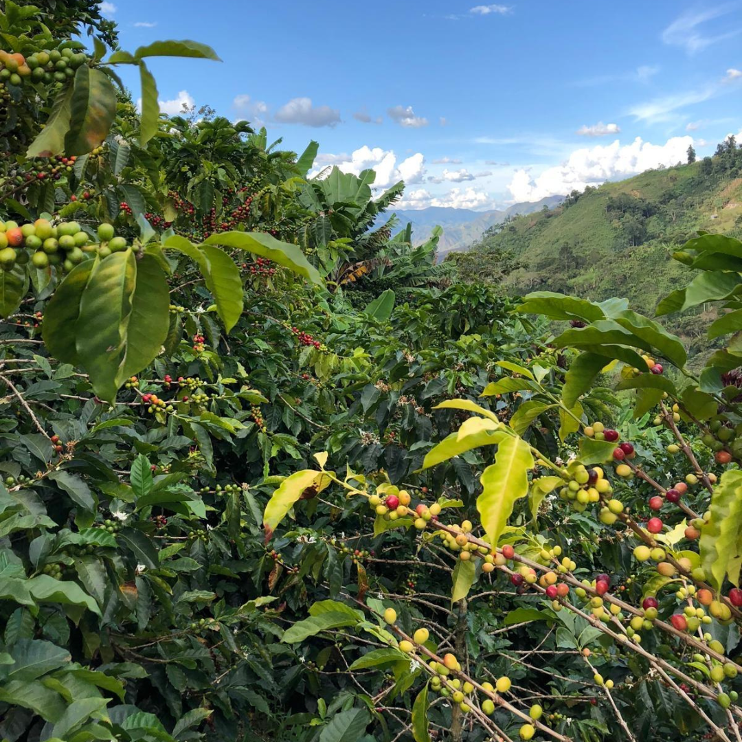 Finca cafetera en Huila, Colombia, origen del café descafeinado de especialidad de Levante Brew & Co.