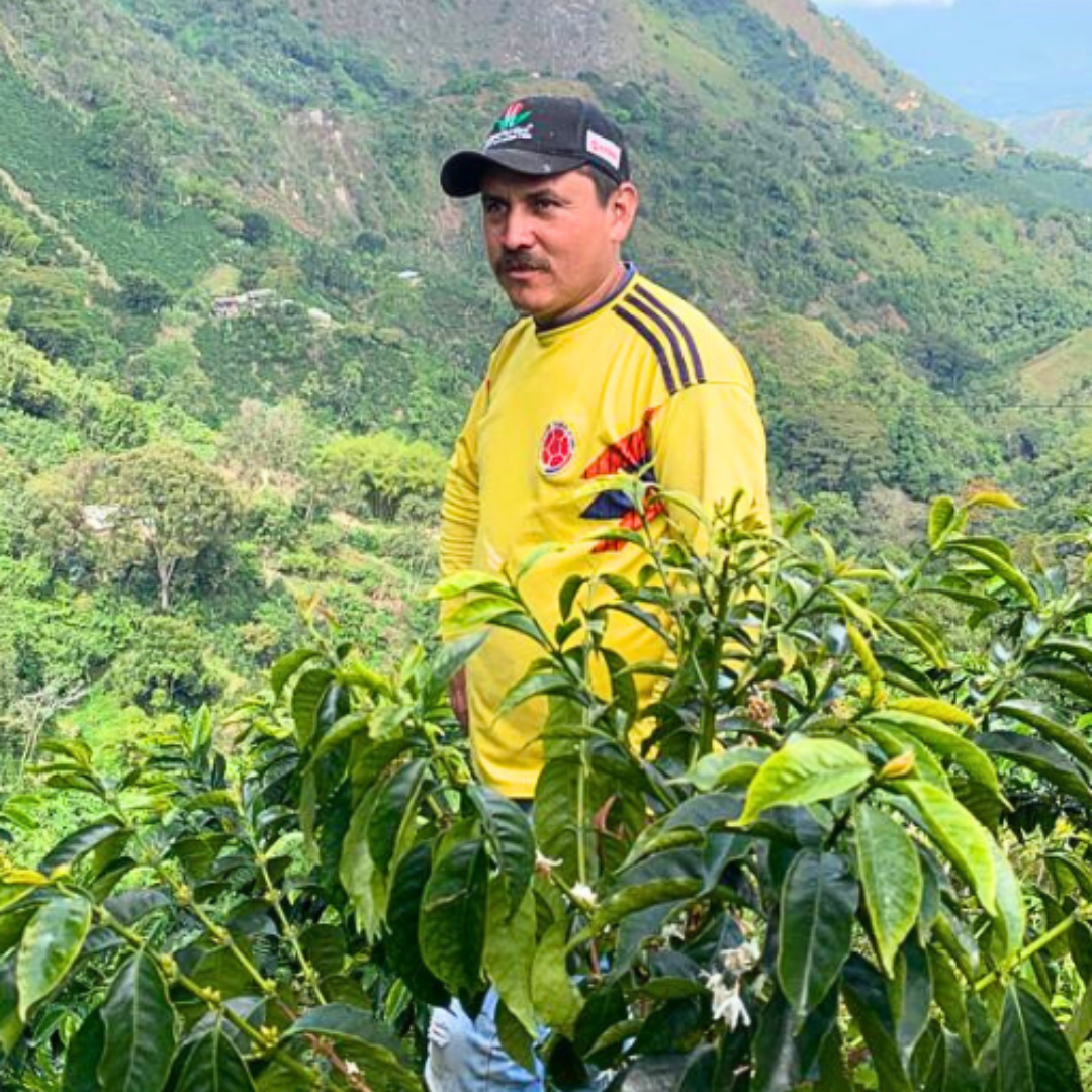 Raúl Daza, productor de café El Limón en el Huila, Colombia. Cultiva la variedad Bourbon a 1.750 m.s.n.m con procesos tradicionales – Levante Brew & Co.