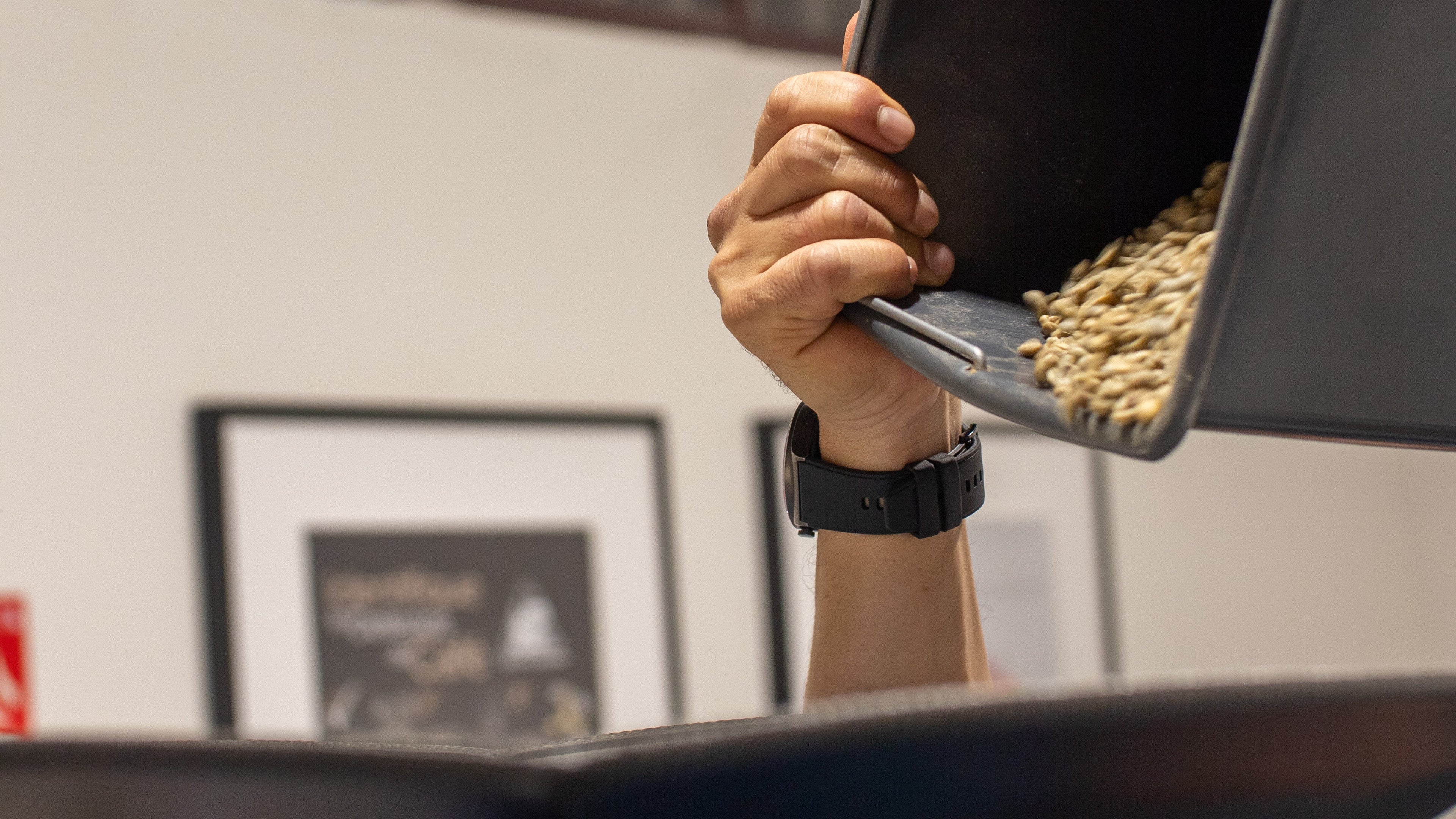 Proceso artesanal de café: mano vertiendo granos verdes en el tostador de Levante Brew.